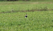 0J6A0485Lapwing