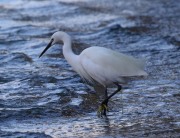 0J6A9480Little_Egret