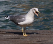 0J6A9494Yellow-Legged_Gull
