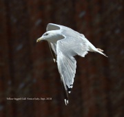 0J6A9507Yellow-legged_Gull
