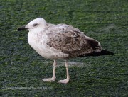 0J6A9528Yellow-Legged_Gull
