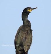 0J6A9557Eurasian_Shag