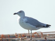 0J6A9638_Gull