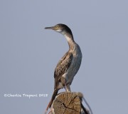 0J6A9650Immature_Shag