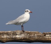 0J6A9674Mediterranean_Gull