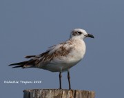 0J6A9685Mediterranean gull