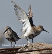 0J6A9696Dunlin_Banded