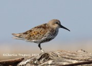 0J6A9705Dunlin_Banded