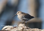 0J6A9733Dunlin