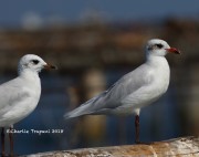 0J6A9755Mediterranean gull
