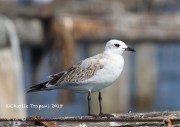 0J6A9758Mediterranean gull