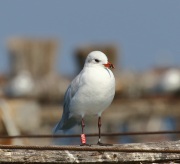 0J6A9761Mediterranean gull
