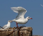 0J6A9792Mediterranean gull
