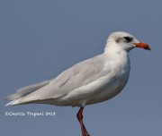 0J6A9813Mediterranean_Gull