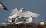 0J6A9829Mediterranean_Gulls