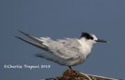 0J6A9833Sandwich_Tern