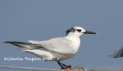 0J6A9838Sandwich_Tern