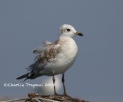 0J6A9839Mediterranean_Gull_1st_Cycle