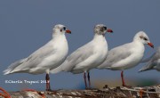 0J6A9858Mediterranean_Gulls