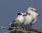 0J6A9862Immature_Sandwich_Tern