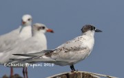 0J6A9865Immature_Sandwich_Tern