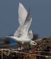 0J6A9871Mediterranean_Gull