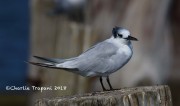 0J6A9891Sandwich_Tern