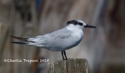 0J6A9895Sandwich_Tern