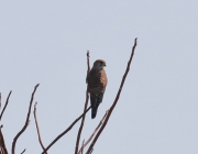 0J6A9904Eurasian_Kestrel
