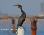 0J6A9915Eurasian_Shag