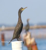0J6A9928Eurasian_Shag