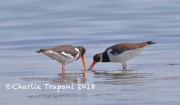 0J6A9959Eurasian_Oystercatcher