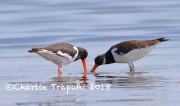0J6A9960Eurasian_Oystercatcher