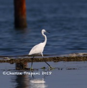 0J6A9978Little_Egret