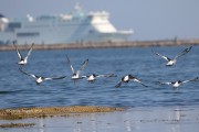 0J6A9989Eurasian_Oystercatcher