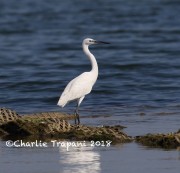 0J6A9997Little_Egret