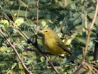 0J6A4037Orange-crowned_Warbler