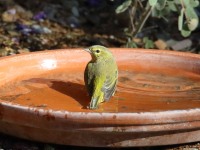 0J6A4060Orange-crowned_Warbler