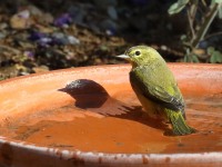 0J6A4068Orange-crowned_Warbler