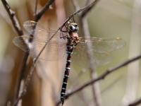 0J6A4087Blue-eyed_Darner