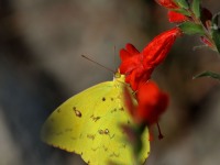 0J6A4095Cloudless_Sulphur_Butterfly