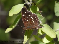 0J6A4105Butterfly_Unknown