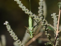 0J6A4123Katydid