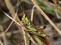 0J6A4137White-lined_Bird_Grasshopper