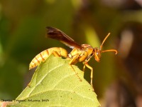 0J6A4165Paper_Wasp