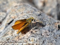 0J6A4171Skipper_Unknown