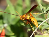 0J6A4198Paper_Wasp