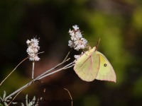 0J6A4219Clouded_Sulphur