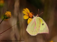 0J6A4226Clouded_Sulphur