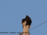 0J6A4347Western_Red-Tailed_Hawk_Dark_Juvenile